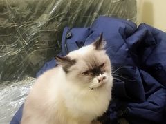 -猫色咖啡·猫咖
