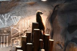 -Zoolung Zoolung动物主题公园(海信广场店)