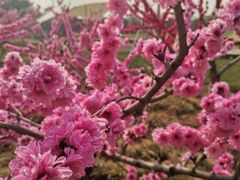 -石家庄市植物园