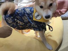 -逗柴咖啡屋·狗咖猫咖宠物桌游