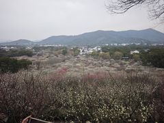 -香雪海
