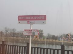 -微山湖红荷湿地景区