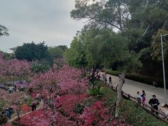 -狐尾山公园
