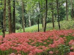 -杭州植物园