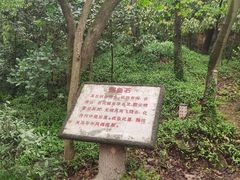 -上海佘山国家森林公园天马山园