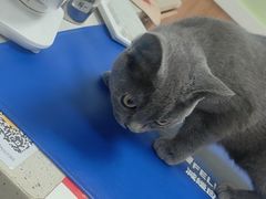 -瑞鹏宠物医院·夜间急症·心超·猫科(祖庙分店)