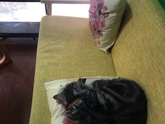 -李小姐の猫咖啡馆(五角场店)
