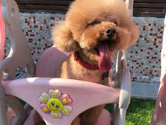 -汪说喵讲宠物乐园宠物酒店(红星美凯龙店)