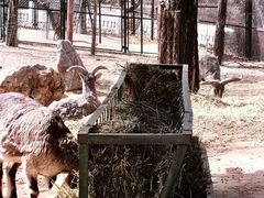 -青藏高原野生动物园