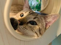 -Cappucimeow猫咪咖啡馆(韦伯时代店)