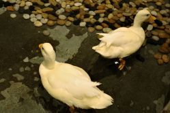 -Zoolung Zoolung动物主题公园(海信广场店)