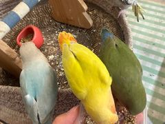 -吉丁鸟咖·异宠·寄养