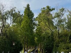 -洋湖国家湿地公园