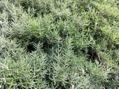 -阿鹏故事云南野生菌火锅(人民路店)