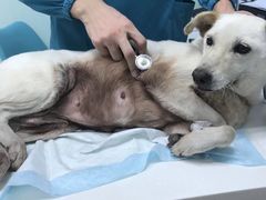 -纳吉亚猫专科动物医院博雅分院