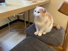 -滚猫咖啡·猫咖·猫友好撸猫(未来城店)