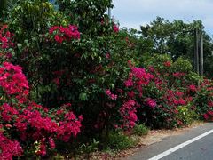 -海南热带雨林国家公园吊罗山景区