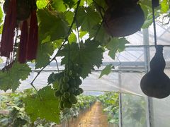 -马陆小张葡萄园农家乐