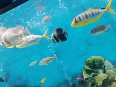 -菊上料理(蜀山银泰百货店)