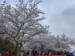 -高东镇樱花园