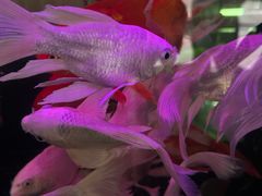 -溪岸路花鸟市场