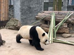 -都江堰中华大熊猫苑