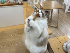 -李小姐の猫咖啡馆(五角场店)