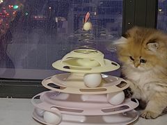 -欣宠猫屋·矮脚拿破仑·蓝金金渐层