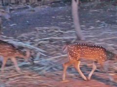 -清迈夜间动物园