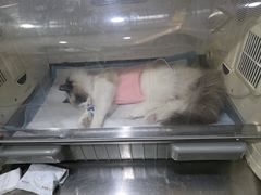 -瑞派名望志远动物医院·猫科·內科·异宠专科(直港大道店)