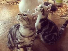 -共舞时光猫咖·狗咖(新街口店)