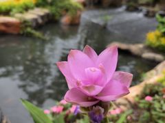 -丹樱生态园