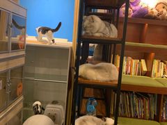 -猫的茶·猫咖