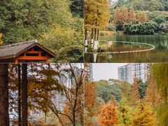 -重庆彩云湖湿地公园