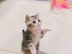 -70cat德文卷毛猫·缅因猫纯种猫舍