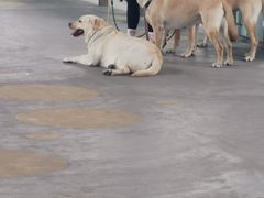 -1013 PET SHOP 宠物商店(近铁城市广场店)