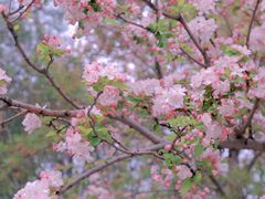 -海棠花溪(元大都城垣遗址公园)