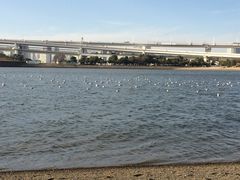 -台场海滨公园船码头