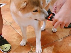 -more than meow吴止猫主题餐厅(承德 中船汇店)