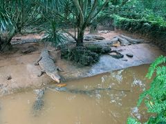 -海南热带野生动植物园