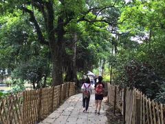 -小洲村