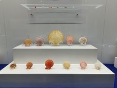 -贝壳王国博物馆