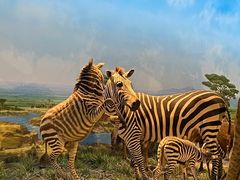 -国家自然博物馆