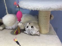 -喵的天空名猫咖啡馆·撸猫·猫舍·用品