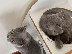 -Catmate·猫肥家润(金润铂宫店)