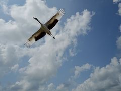 -盐城丹顶鹤湿地生态旅游区