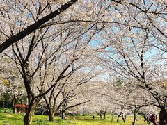 -苏州上方山国家森林公园