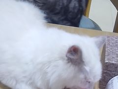 -藏猫猫咖啡主题馆(中央大道店)