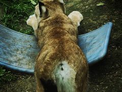 -青藏高原野生动物园
