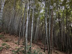 -杭州半山国家森林公园